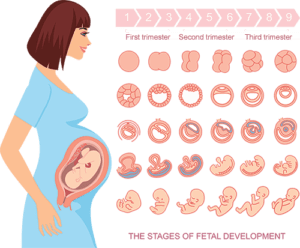 Cartoon illustrating fetal development week-by-week
